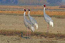 Sarus crane - Wikipedia