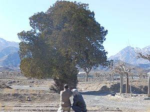 کوه زیبد