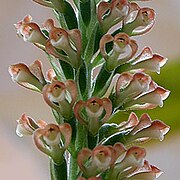 Sauroglossum elatum Type species