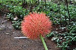 Thumbnail for Scadoxus multiflorus