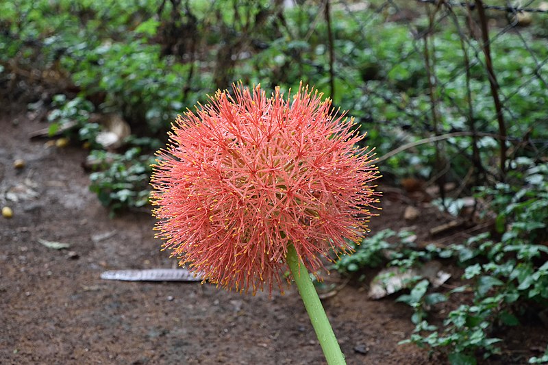 File:Scadoxus Multiforus 13062015.JPG