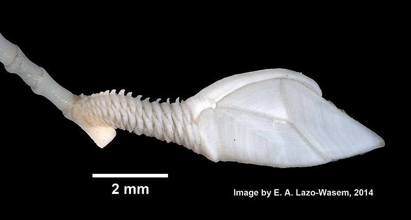 File:Scalpellum rodstromi (YPM IZ 005914.CR) 001.jpeg