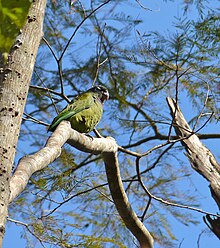 Wild scaly-headed parrot Scaly-headed Parrot (Pionus maximiliani) (30937506554).jpg
