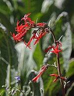 Scarlet gilia (Ipomopsis aggregata) flowers