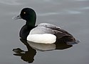 Scaup, Aythya marila, Tjörnin Pond, Reykjavik.jpg