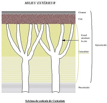 Cuticula (planten)