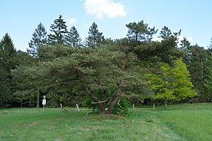 Schleswig-Holstein, Heidmühlen, Stellbrookmoor NIK 0916.JPG