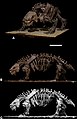 Almost complete skeleton of Scutosaurus at the Borissiak Paleontological Institute, Russian Academy of Sciences