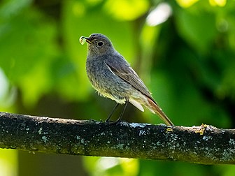 Fêmea de rabirruivo-preto (Phoenicurus ochruros) no parque do castelo de Seehof, perto de Bamberg, Alemanha (definição 2 403 × 1 802)