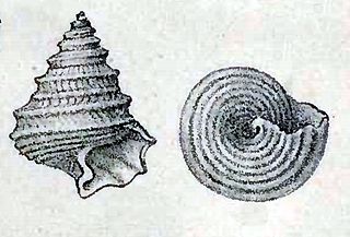 <i>Seguenzia monocingulata</i> species of mollusc (fossil)
