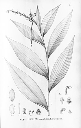 Selenipedium isabelianum & Selenipedium palmifolium.jpg