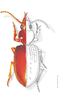 <i>Semiardistomis</i> genus of insects