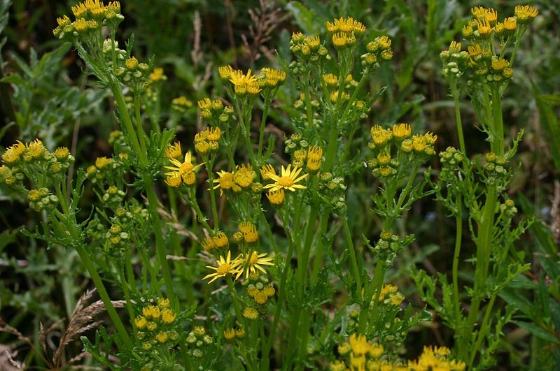 File:Senecio-aquaticus-flowers.JPG