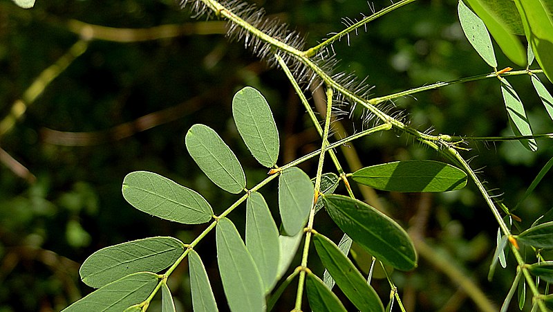 File:Senna aversiflora (Herbert) H.S.Irwin & Barneby (8070258715).jpg