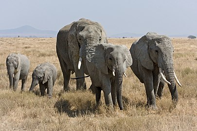 Loxodonta africana (Elefants)