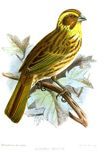 Yellow-browed seedeater species of bird