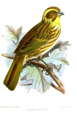 <span class="mw-page-title-main">Yellow-browed seedeater</span> Species of bird