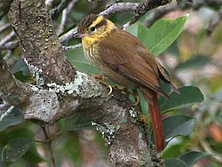 Sharp-billed Treehunter.jpg