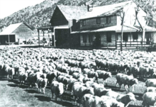 Sheep drive in front of Hot Springs House at Scovern Hot Springs, c. 1900 Sheep drive in front of the Hot Springs House c.1900.png