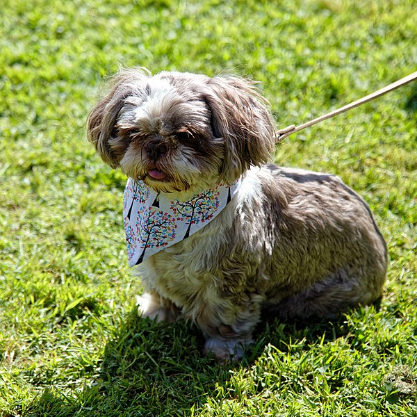 File:Shih Tzu at Easton Lodge Gardens open day, Little Easton, Essex, England 02.jpg