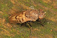 Shore Fly - Paralimna punctipennis, Leesylvania Eyalet Parkı, Woodbridge, Virginia.jpg