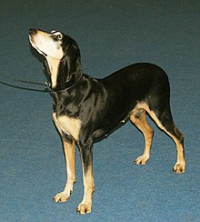 Kurzhaariger italienischer Hund.jpg