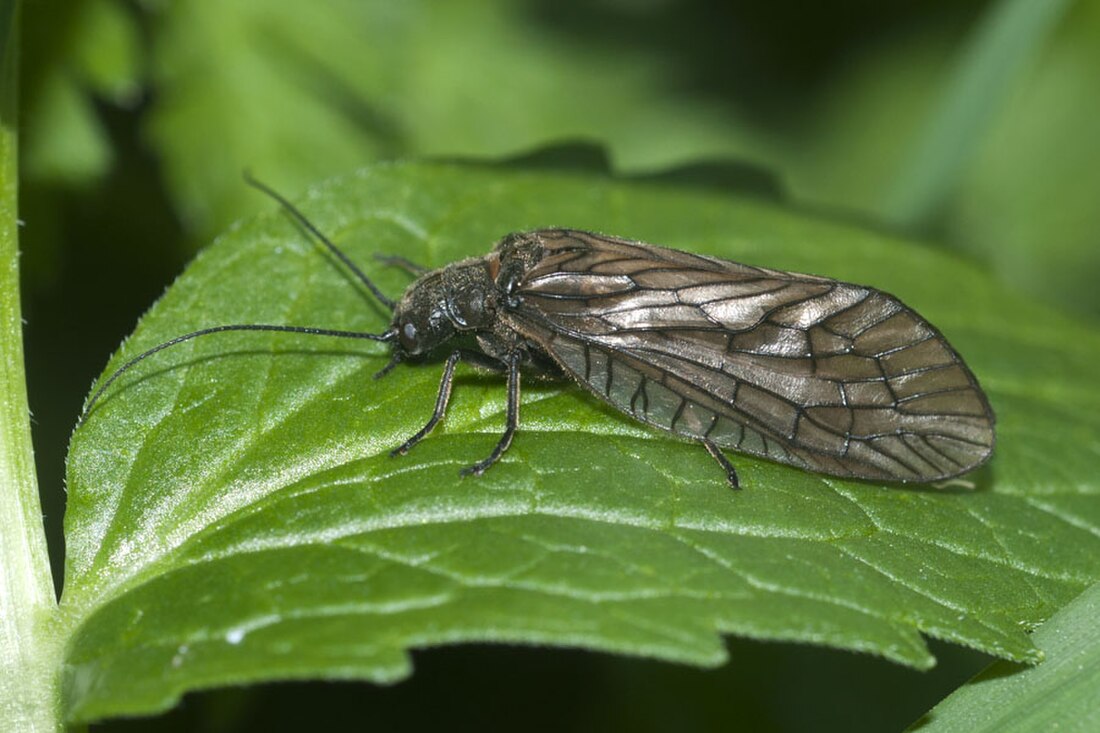 Gemeine Schlammfliege