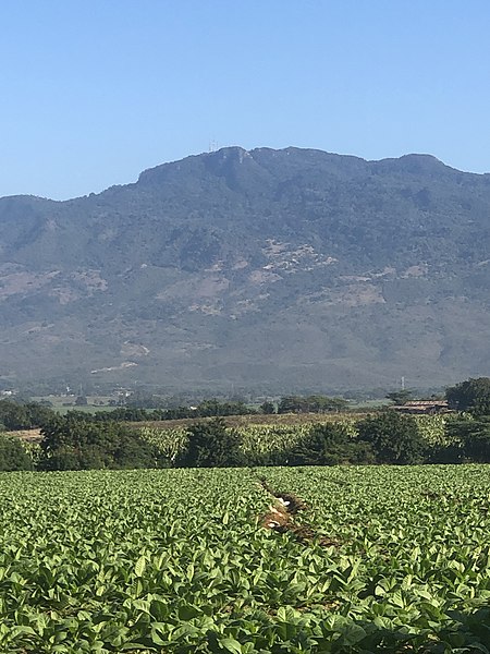 A Dominican Tobacco Plantation