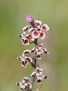 Silene gallica var. quinquevulnera Silene gallica quinquevulnera.jpg