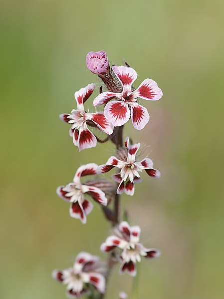 File:Silene gallica quinquevulnera.jpg