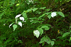 Silver vine leaves (at Mt. Yamizo, Ibaraki Prefecture, Japan) 02.jpg