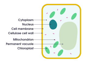 Plant Cell Simple English Wikipedia The Free Encyclopedia