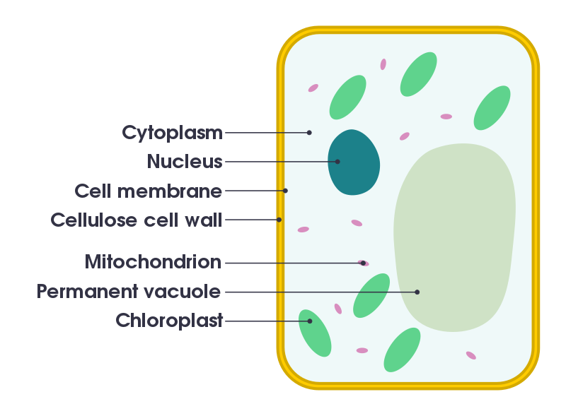 Plant cell - Simple English Wikipedia, the free encyclopedia