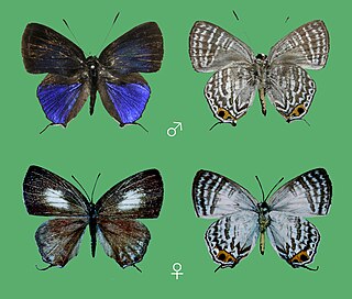 <i>Sinthusa stephaniae</i> Species of butterfly