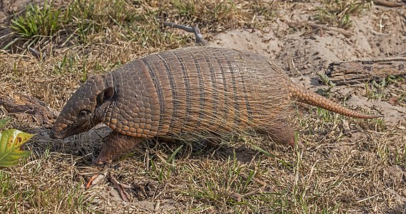 Six-banded armadillo (Euphractus sexcinctus)