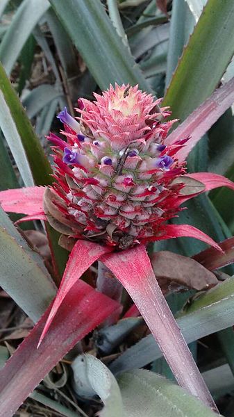 File:Small pineapple.jpg