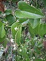 Smilax aspera