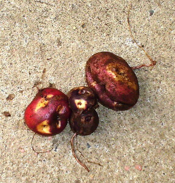 File:Solanum tuberosum - cabrita.JPG