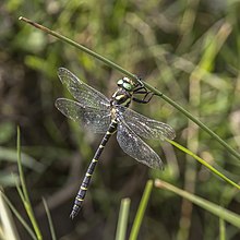 Sombre goldenring (Cordulegaster bidentata) male Zarnesti.jpg