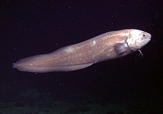 <span class="mw-page-title-main">Cusk-eel</span> Family of fishes