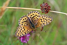 female