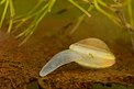 Die Kugelmuschel Sphaerium corneum liegt mit leicht geöffnetem Gehäuse und vorgestrecktem Fuß auf dem Grund eines Gewässers