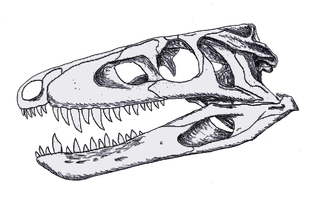 Sphenosuchus