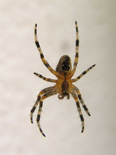 File:Spider Bastavales Galicia 006.jpg