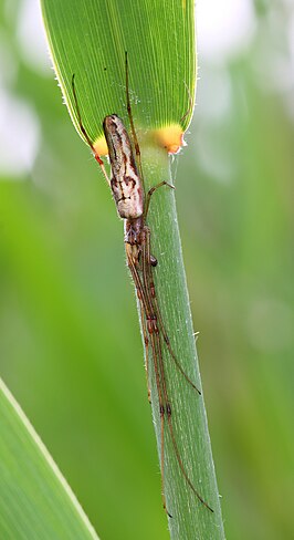 Tetragnatha praedonia