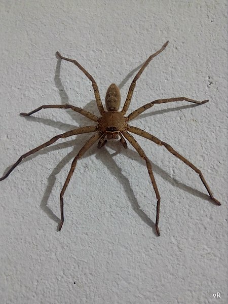 File:Spider arthropod at Madikai Ambalathara 01.jpg