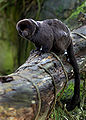 * Nomination Goeldi's Marmoset (Callimico goeldii) --Malene Thyssen 14:45, 27 May 2007 (UTC) * Decline Unfortunate composition with a distracting foreground, too dark - Alvesgaspar 15:32, 27 May 2007 (UTC)