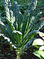 Starr-081031-0376-Brassica oleracea-kale habit-Makawao-Maui (24926639905).jpg