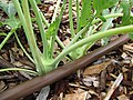 Starr-101030-9381-Brassica oleracea var gongylodes-Early White Vienna fruit forming in vegetable garden-Olinda-Maui (24688538409).jpg