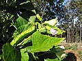 Starr-110731-8148-Psophocarpus tetragonolobus-leaves flowers and fruit-Hawea Pl Olinda-Maui (25009026761).jpg